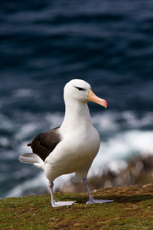 Black-Browed Albatross